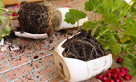 Revitalizing Stunted Roots with Advanced Root-Promoting Fertilizers